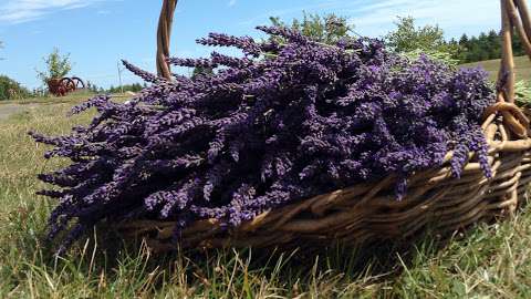 Lavender at Ocean Breeze Farm